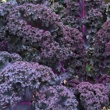 Scarlet Kale, NON-GMO, Dark Purple, Ornamental and Edible, FREE SHIPPING